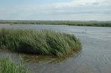 camargue (10)